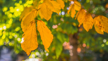 yellow leaves on a branch, close up blurry background