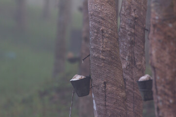 rubber tapping natural asia in Malaysia