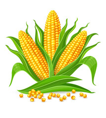Corncobs with yellow corns and green leaves group, white background. Ripe corn vegetables isolated. Illustration.