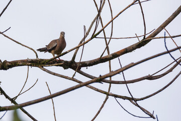 dove bird hanging on twig in nature