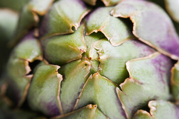 Fresh artichoke texture