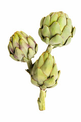 Obraz premium Fresh artichoke