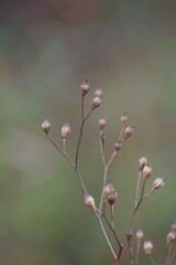 dry flower plant in the nature in autumn season