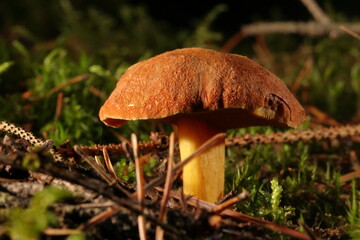 Pilze im herbstlichen Wald