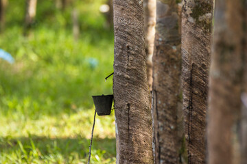 rubber tapping natural asia in Malaysia