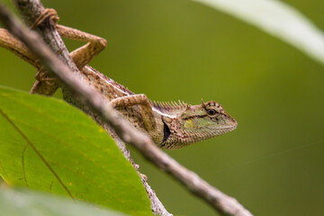 oriental garden lizard in nature