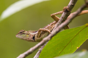 oriental garden lizard in nature