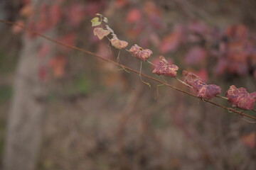 Capparis decidua, known in Hindi as karira or kerda, is a useful plant in its marginal habitat. Its...