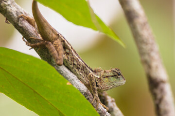 oriental garden lizard in nature