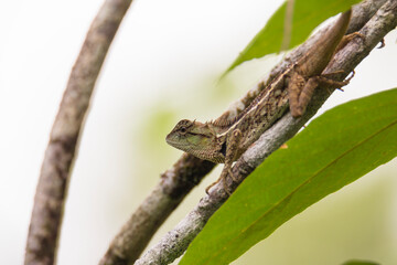 Naklejka na ściany i meble oriental garden lizard in nature