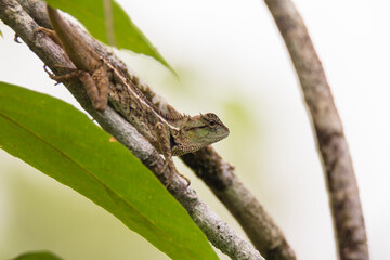 oriental garden lizard in nature