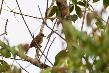 bulbul bird perched on a twig in nature