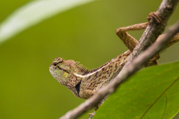 oriental garden lizard in nature