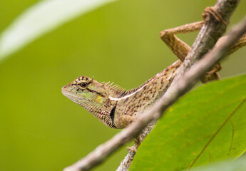 oriental garden lizard in nature