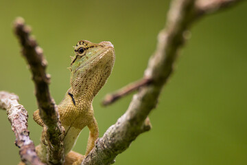 oriental garden lizard in nature