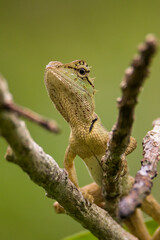 oriental garden lizard in nature