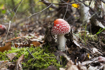 piękny czerwony niejadalny muchomor © qrrr