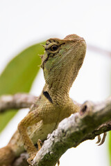 oriental garden lizard in nature