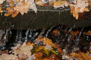 autumn leaves on a stone with water