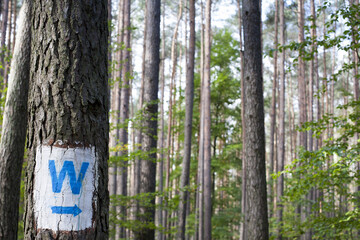 charakterystyczny znak na drzewie w lesie informujący o kierunku do zbiorika wodnego - obrazy, fototapety, plakaty
