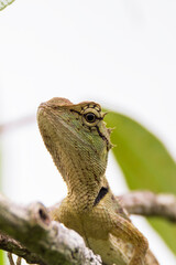 oriental garden lizard in nature