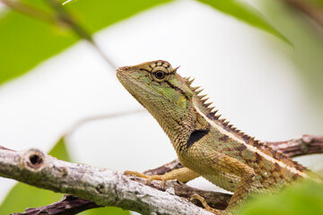 Fototapeta premium oriental garden lizard in nature