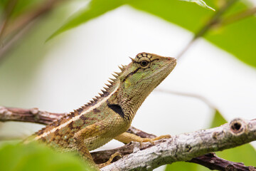 Fototapeta premium oriental garden lizard in nature