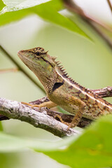 oriental garden lizard in nature