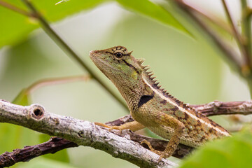 oriental garden lizard in nature