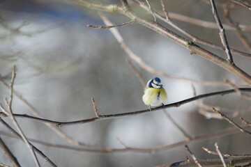 Blaumeise im Winter