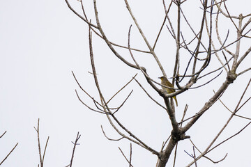 bulbul bird perched on a twig in nature