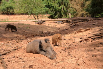 chilled Family of Wild Boar (Sus scrofa) in the wildlife Park in Silz/Palatinate in Germany