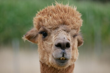 Fototapeta premium Alpaka zwinkert
