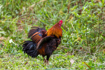 rooster chicken in the village