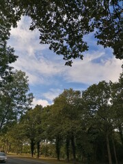 Obraz premium trees in the park