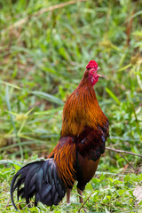 rooster chicken in the village