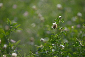 Trifolium alexandrinum is an annual clover cultivated mostly in irrigated sub-tropical regions, and used as leguminous crop.