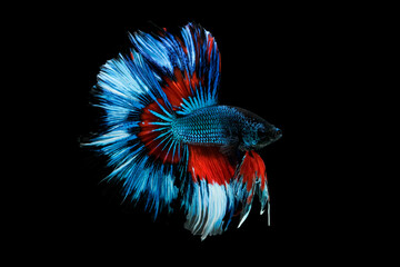 Beautiful movement of multi color Betta, Siamese fighting fish, Betta fish are fighting, Betta splendens, Half moon Betta fish isolated on black background.