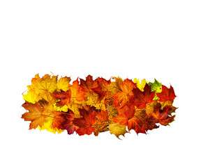 Fallen maple leaves in a row isolated on white. Background with space for text top view.