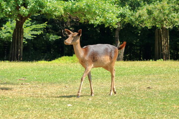 Wild roe deer in the wildlife Park in Silz/Palatinate in Germany