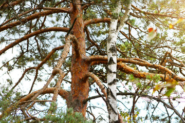 Fototapeta premium Pine and birch trunk together. Conception of Nature Conservation. 