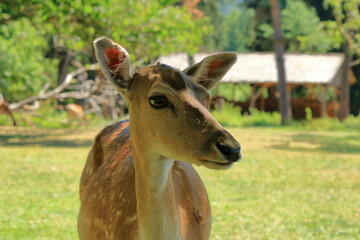 Obraz premium Wild roe deer in the wildlife Park in Silz/Palatinate in Germany