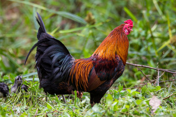 rooster chicken in the village