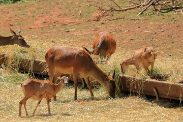 Group of Red deer or Cervus elaphus in the wildlife Park in Silz/Palatinate in Germany