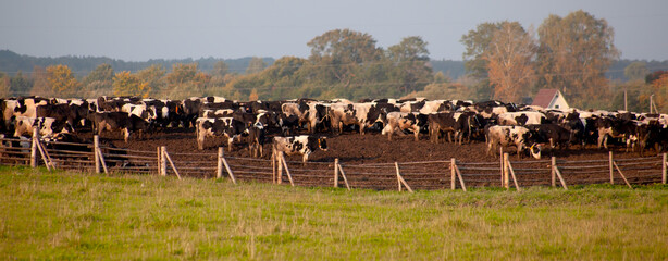 Cattle in a pen, in an open area, at dawn. Agriculture concept.