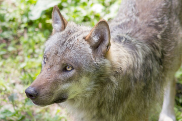 Der Wolf (Canis Lupus) ist derzeit das größte Raubtier aus der Familie der Hunde (Canidae)
