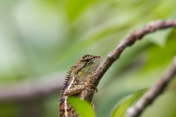 oriental garden lizard in nature
