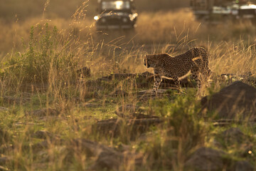 Cheetah moving in the evening light and tourist watched from their vehicle at Masai Mara, Kenya