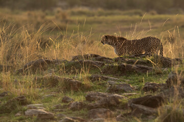Cheetah in the evening light at Masai Mara, Kenya