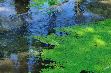 富士山麓の湧水